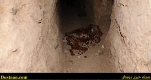 داعشی ها برای فرار از موصل تونل هایی را حفر می کنند