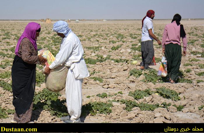 (تصاویر) استفاده بهینه از خشکیِ هامون