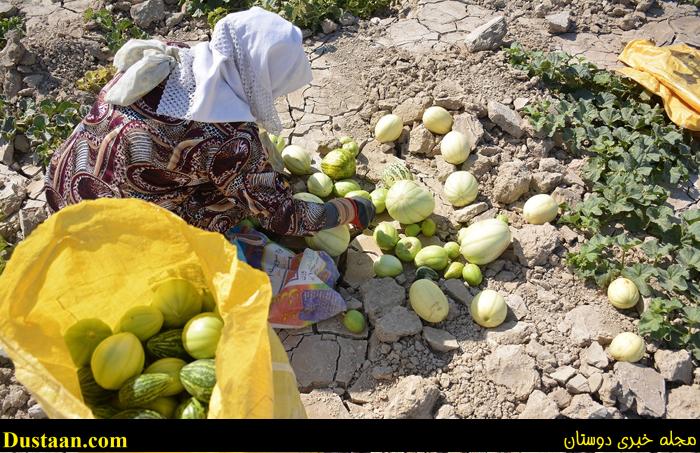 (تصاویر) استفاده بهینه از خشکیِ هامون