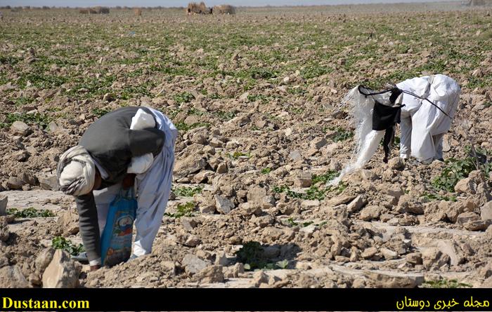 (تصاویر) استفاده بهینه از خشکیِ هامون