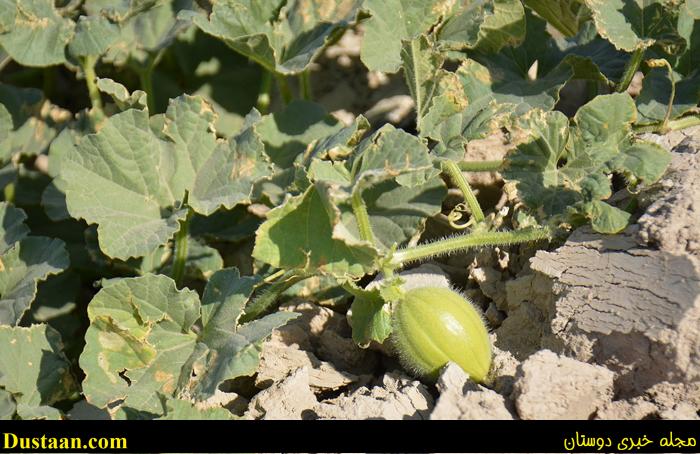 (تصاویر) استفاده بهینه از خشکیِ هامون