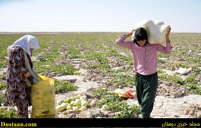 (تصاویر) استفاده بهینه از خشکیِ هامون