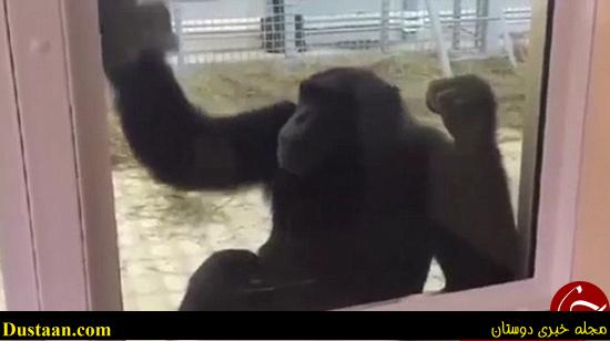 اخبارگوناگون,خبرهای گوناگون,میمون نظافت کار اخبارگوناگون,خبرهای گوناگون,میمون نظافت کار