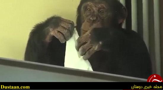 اخبارگوناگون,خبرهای گوناگون,میمون نظافت کار اخبارگوناگون,خبرهای گوناگون,میمون نظافت کار