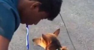 اخبارگوناگون,خبرهای گوناگون,سگ فلج