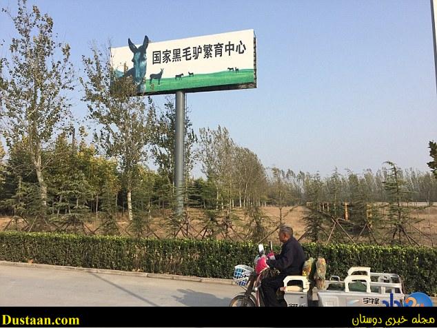 نابودی سالانه 4میلیون الاغ در چین برای تولید اکسیر جوانی (فیلم و تصاویر)
