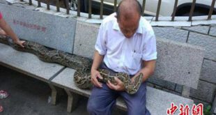 اخبار,اخبارگوناگون,حیوان خانگی یک خانواده چینی