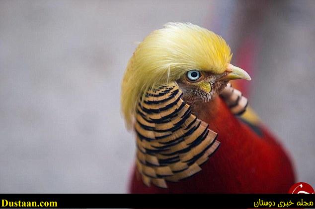 آیا این پرنده شبیه ترامپ است + تصاویر