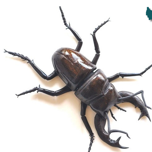   اخبارگوناگون  ,خبرهای  گوناگون,شکلات هایی که جرات خوردنشان را ندارید