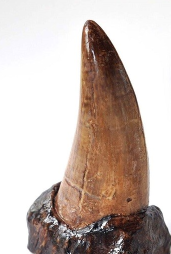   اخبارگوناگون  ,خبرهای  گوناگون,شکلات هایی که جرات خوردنشان را ندارید