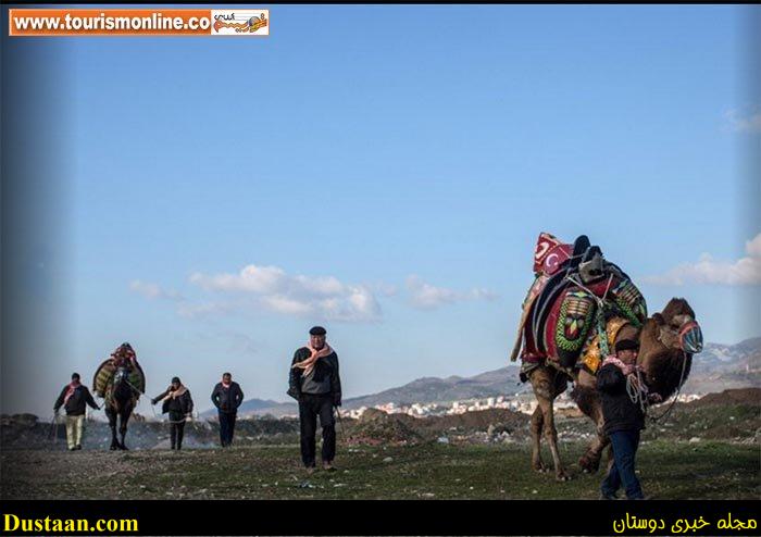 اخبارگوناگون,خبرهای گوناگون,شتر