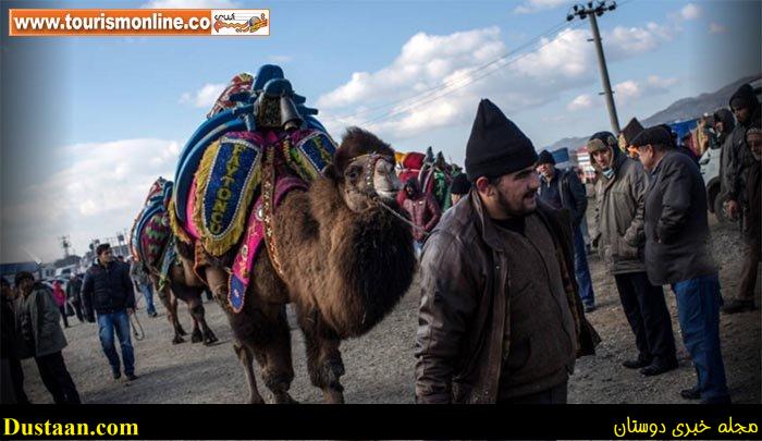 اخبارگوناگون,خبرهای گوناگون,شتر