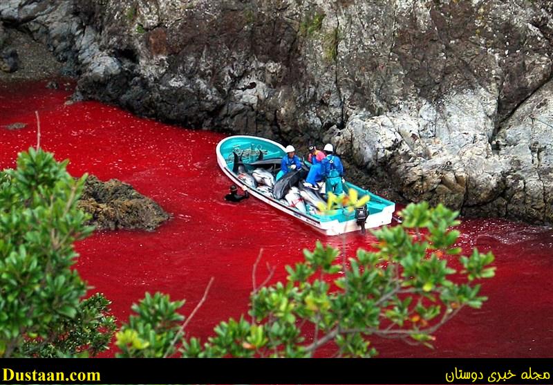 دلفیناریوم ها، منبع درآمد صیادان ژاپنی دلفیناریوم ها، منبع درآمد صیادان ژاپنی