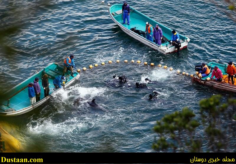 دلفیناریوم ها، منبع درآمد صیادان ژاپنی دلفیناریوم ها، منبع درآمد صیادان ژاپنی