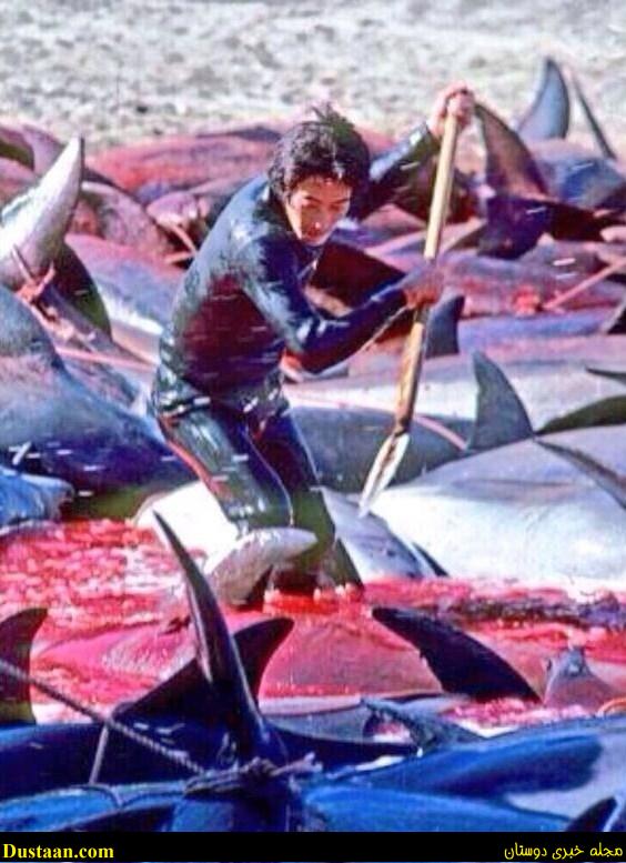 دلفیناریوم ها، منبع درآمد صیادان ژاپنی دلفیناریوم ها، منبع درآمد صیادان ژاپنی