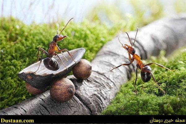 اخبارگوناگون,خبرهای گوناگون,مورچه 