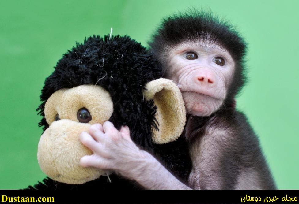 www.dustaan.com-تصاویری جالب از دنیای حیوانات!