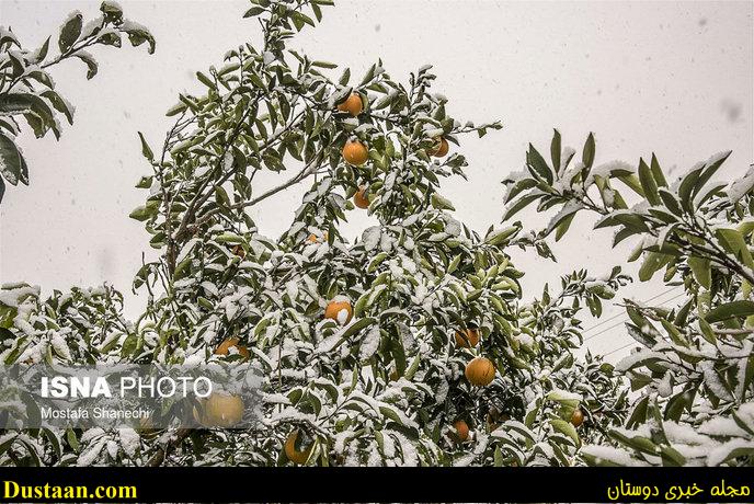 www.dustaan.com-تصاویر: باغ های سرمازده در استان مازندران