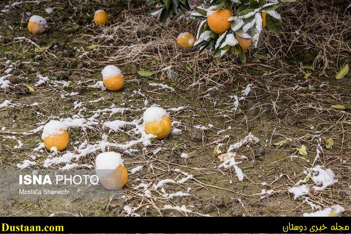 www.dustaan.com-تصاویر: باغ های سرمازده در استان مازندران