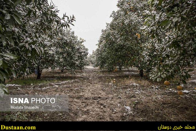 www.dustaan.com-تصاویر: باغ های سرمازده در استان مازندران