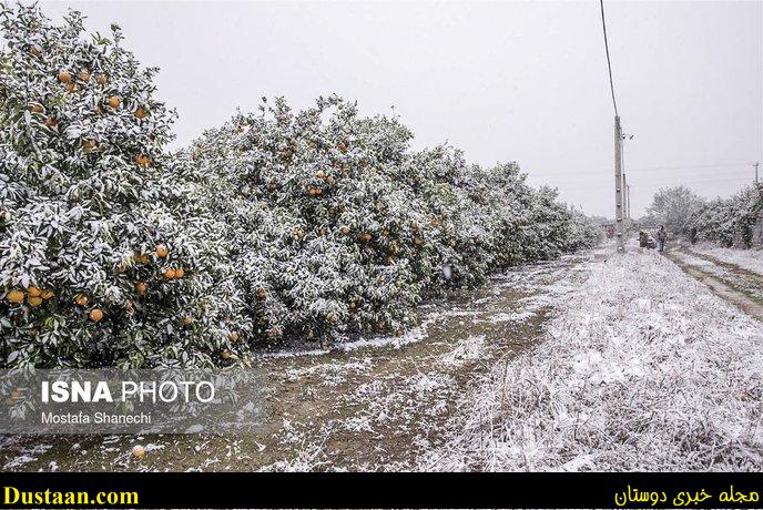 www.dustaan.com-تصاویر: باغ های سرمازده در استان مازندران