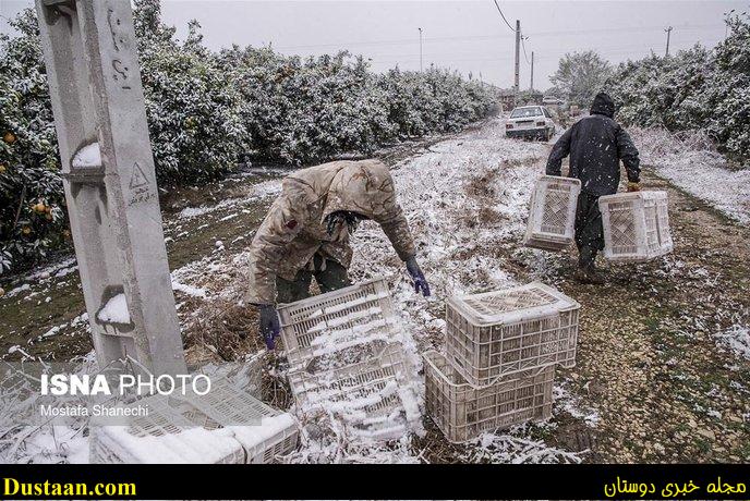 www.dustaan.com-تصاویر: باغ های سرمازده در استان مازندران