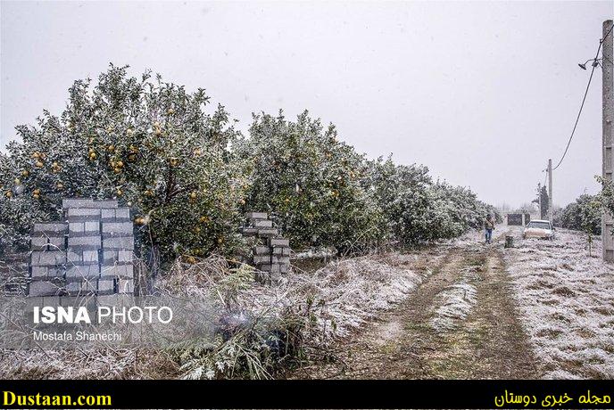www.dustaan.com-تصاویر: باغ های سرمازده در استان مازندران