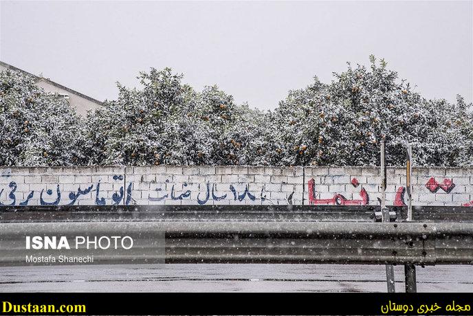 www.dustaan.com-تصاویر: باغ های سرمازده در استان مازندران