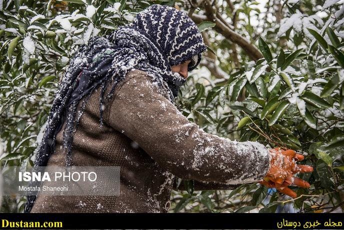 www.dustaan.com-تصاویر: باغ های سرمازده در استان مازندران
