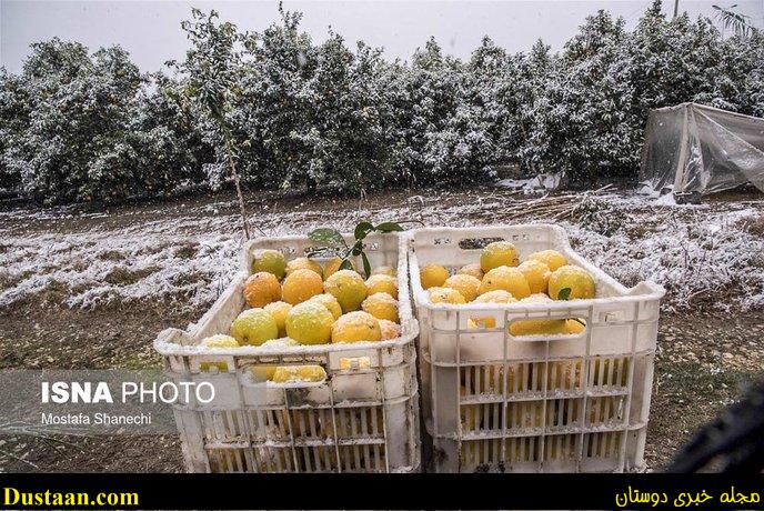 www.dustaan.com-تصاویر: باغ های سرمازده در استان مازندران