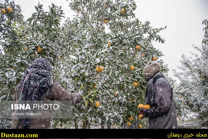 www.dustaan.com-تصاویر: باغ های سرمازده در استان مازندران