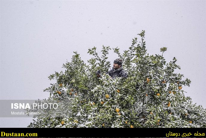 www.dustaan.com-تصاویر: باغ های سرمازده در استان مازندران