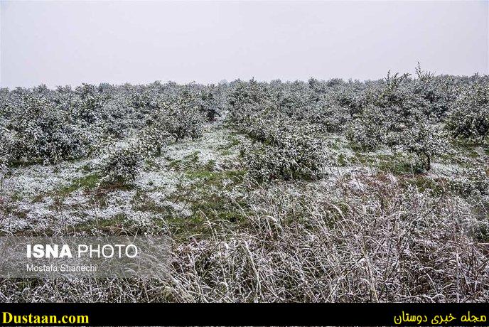 www.dustaan.com-تصاویر: باغ های سرمازده در استان مازندران