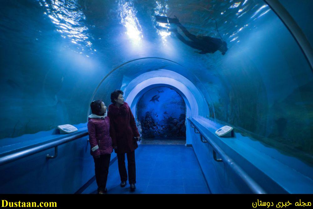بازدیدکننده تونل زیر آبی در باغ وحش مرکزی پیونگ یانگ