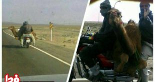 موتور سواری شتر