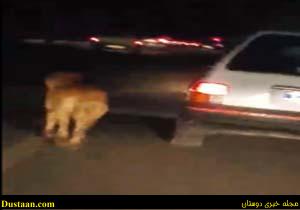 www.dustaan.com-فیلم : حیوان آزاری وحشیانه در اسلامشهر