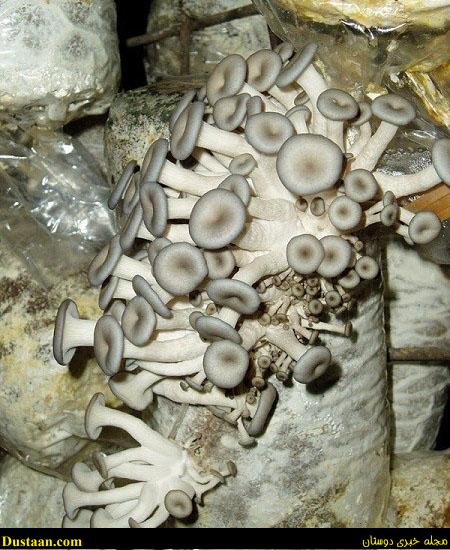 اخبار,اخبار گوناگون,پرورش قارج اخبار,اخبار گوناگون,پرورش قارج