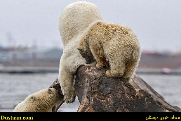 www.dustaan.com-گیر کردن خرس قطبی در میان استخوان های یک نهنگ! +تصاویر