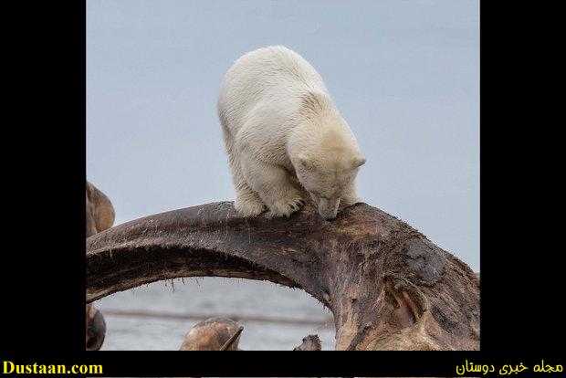 www.dustaan.com-گیر کردن خرس قطبی در میان استخوان های یک نهنگ! +تصاویر