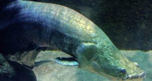 کشف ماهی غول پیکر دارای شش در آمازون