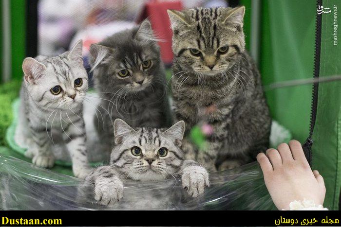 اخبار,اخبار گوناگون,گربه های زیبا درمسکو