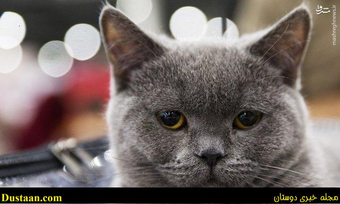 اخبار,اخبار گوناگون,گربه های زیبا درمسکو