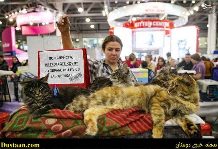 اخبار,اخبار گوناگون,گربه های زیبا درمسکو