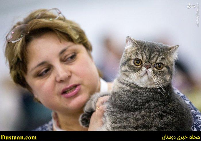 اخبار,اخبار گوناگون,گربه های زیبا درمسکو