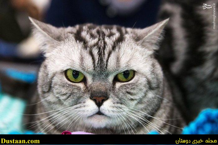 اخبار,اخبار گوناگون,گربه های زیبا درمسکو