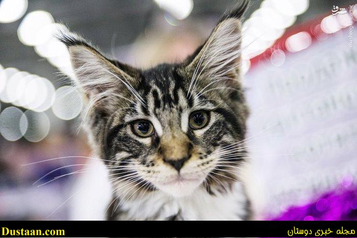 اخبار,اخبار گوناگون,گربه های زیبا درمسکو