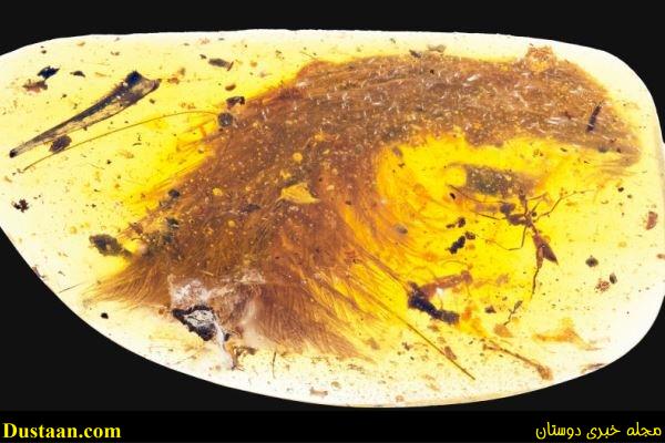 www.dustaan.com-تصاویر: کشف پرهای یک دایناسور در سنگ کهربا