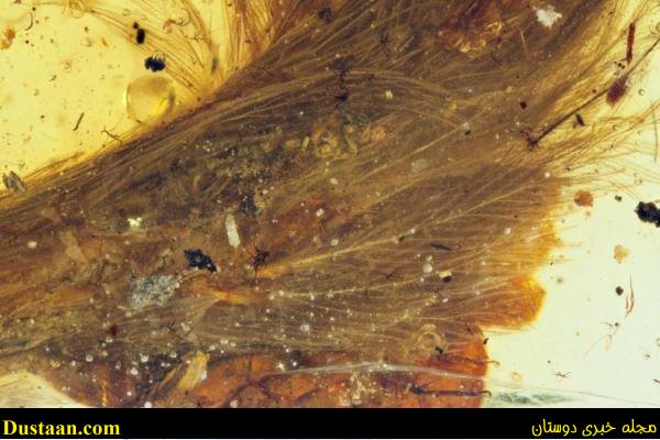 www.dustaan.com-تصاویر: کشف پرهای یک دایناسور در سنگ کهربا