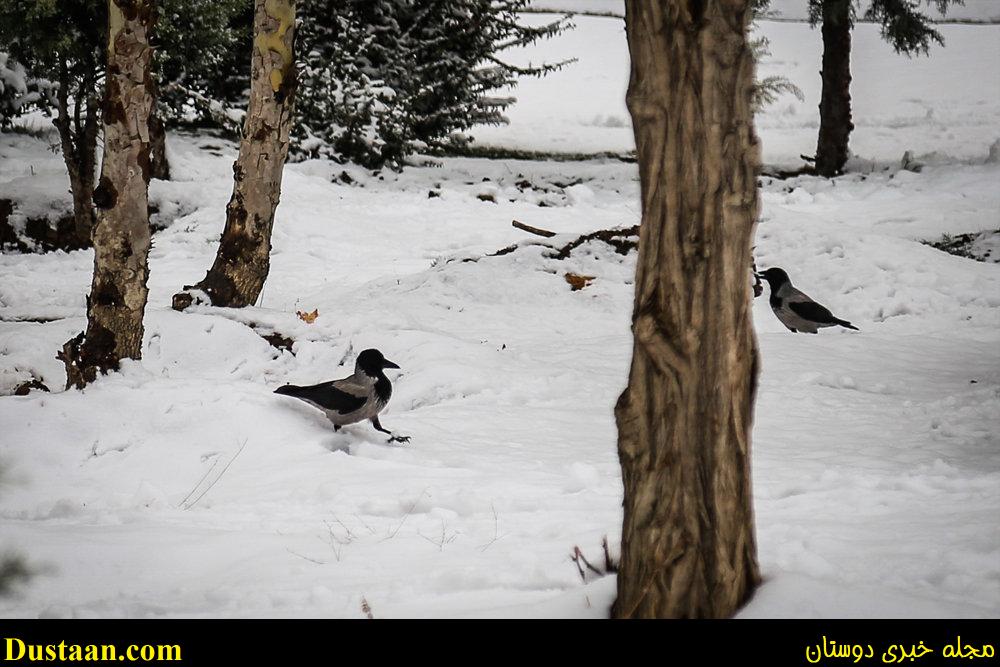 www.dustaan.com-تصاویر: بارش برف امروز تهران