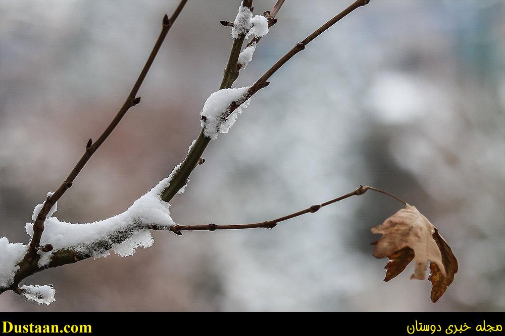 www.dustaan.com-تصاویر: بارش برف امروز تهران